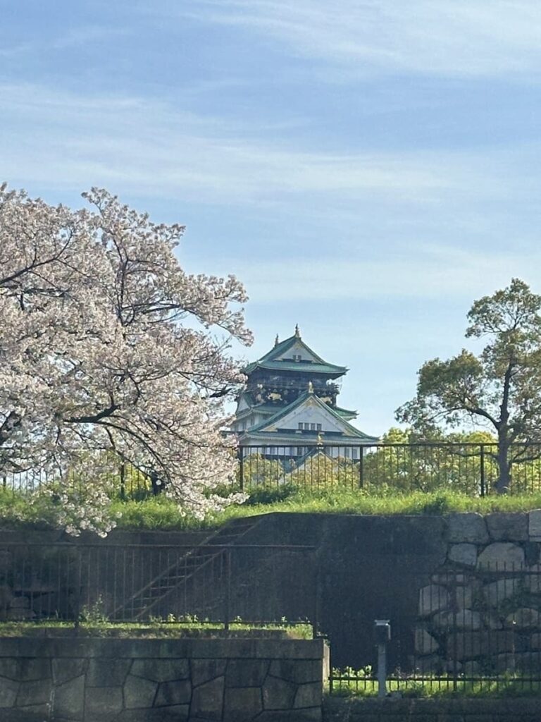 Osaka Castle keep framed by cherry blossoms in full bloom.