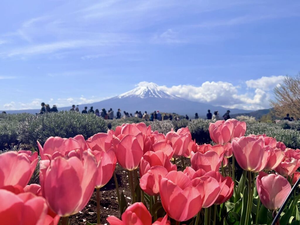A vibrant field of blooming pink tulips in the foreground with a snow-capped Mt. Fuji towering under a clear blue sky with white clouds in the background, surrounded by tourists.